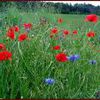 Les plantes messicoles : mais où sont les bleuets, coquelicots et autres chrisanthèmes ?