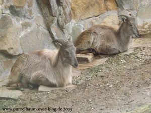 Bisons, Hutaffen, Katzenbär, Nashornleguane, Blauflügel-Jägerlieste, Rentier, Tahre