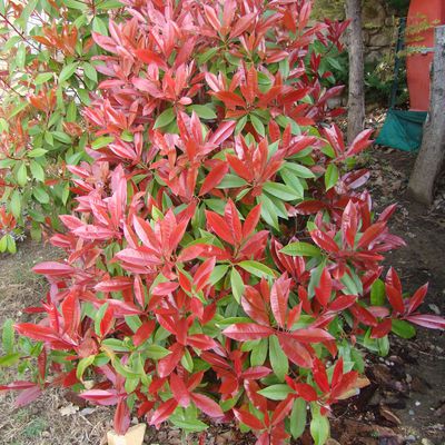 Photinia