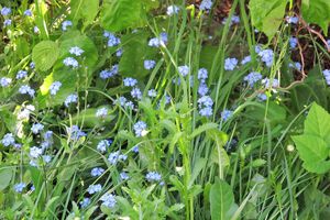 Blaue Erinnerung