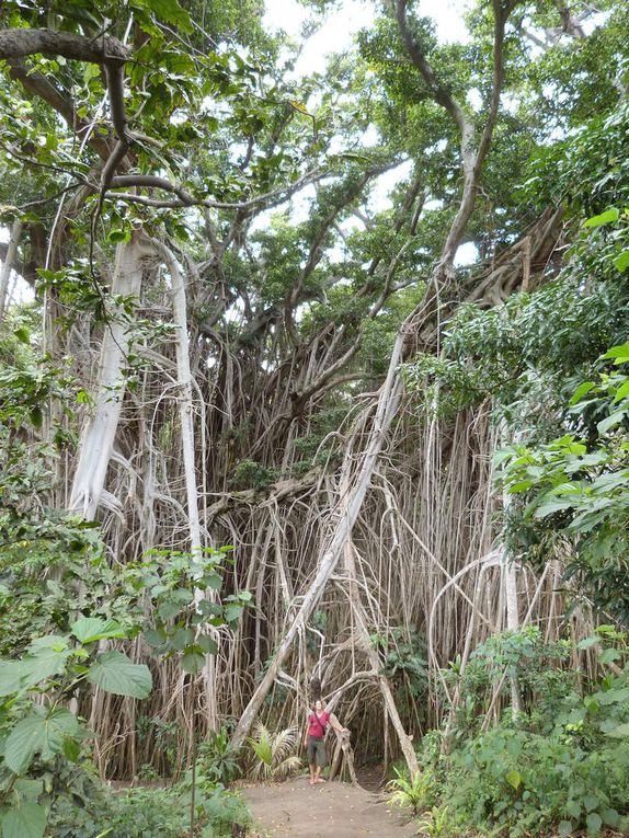 Vanuatu épisode 3: l'île de Tanna, la famille, le volcan...