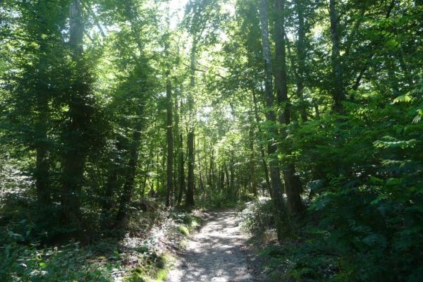 Randonnée de Bourron-Marlotte à Moret les Sablons - 18 km - 1/2.