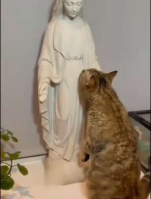 La caresse du chat à Notre Bonne et Douce Mère, la Vierge Marie.