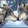 les loups