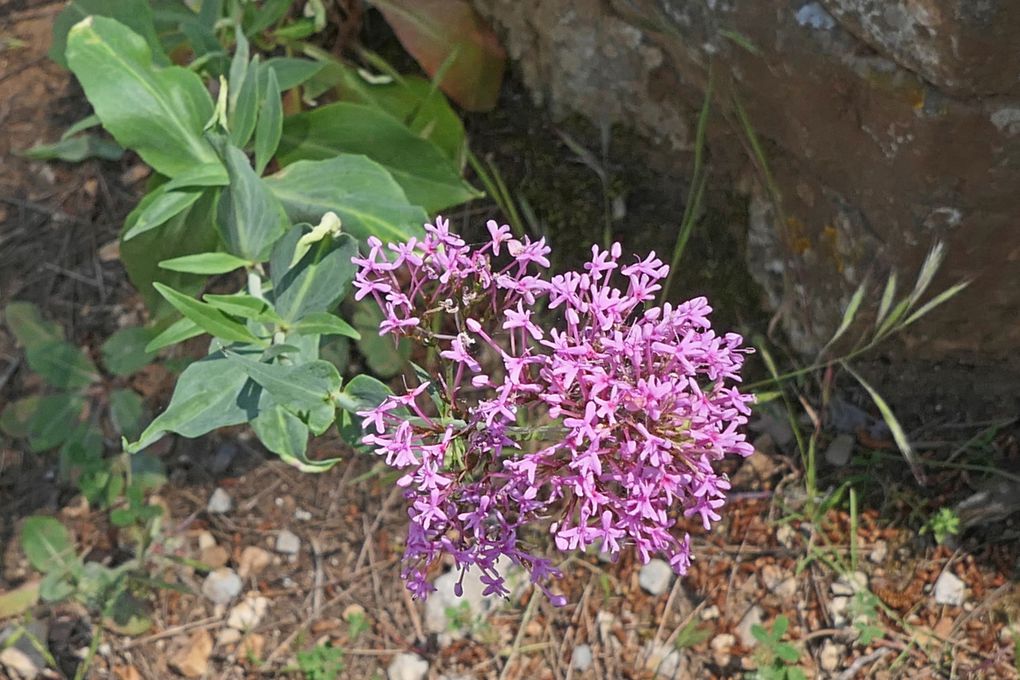 Séquence fleurie