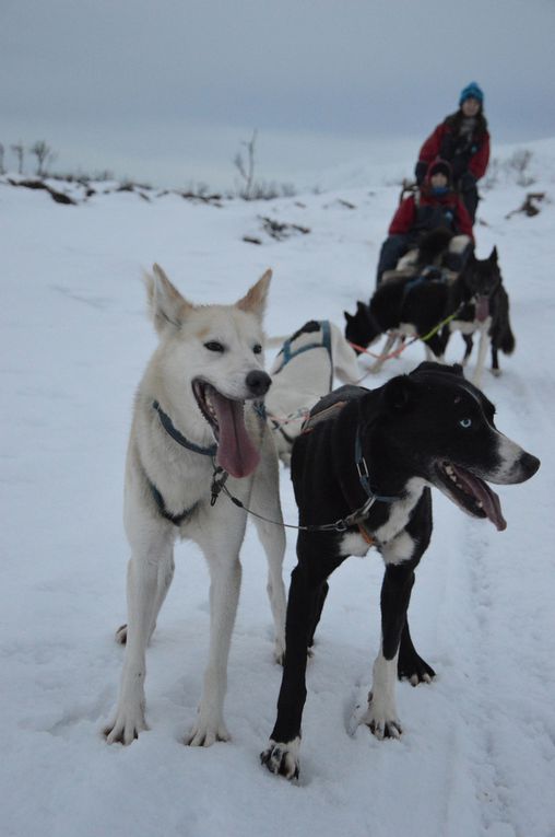 Les chiens de traineau