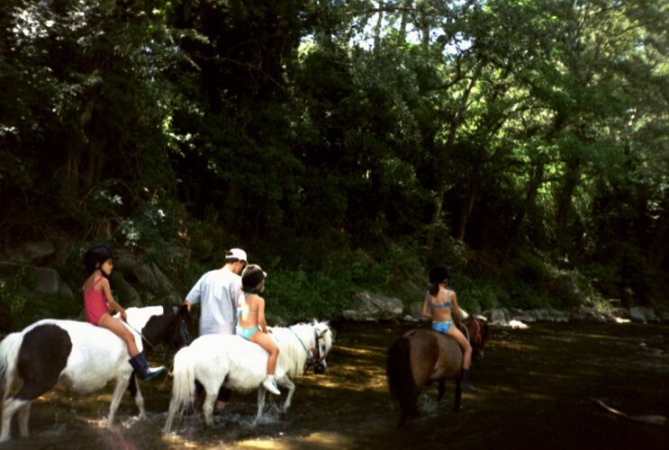 Les chevaux de LA SIMIOUNE (Près de BOLLENE dans le VAUCLUSE)