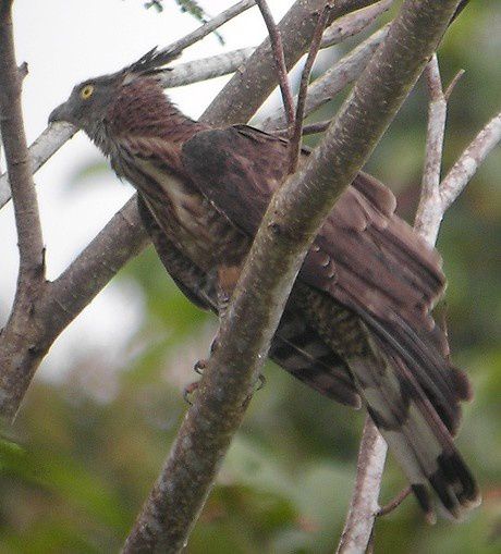 Album - oiseaux-de-proie