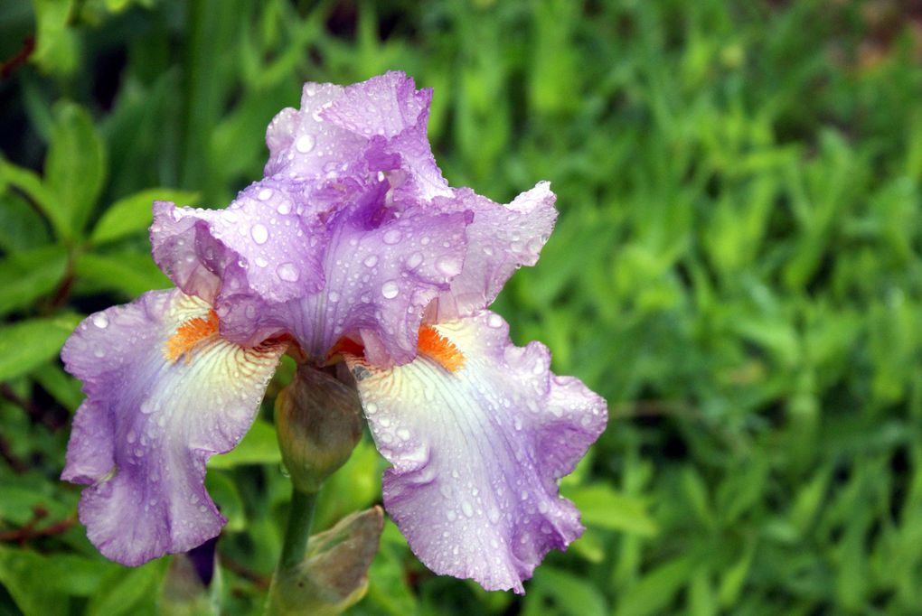 Les plantes et fleurs de mon jardin