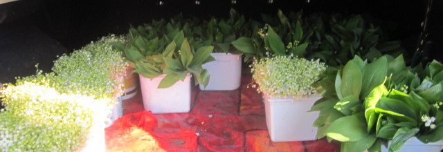 Muguet des bois