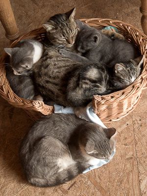 Petite photo de mes animaux : les trois chats; Chaussette (et ses trois chatons), Chabichou et Cacao, mon petit toutou; Nushka, mon cochon d'inde; Bimbo tout plein de poiles (ou Rodney) et enfin les gerbilles d'Elsa; Caramel et Chacolat.