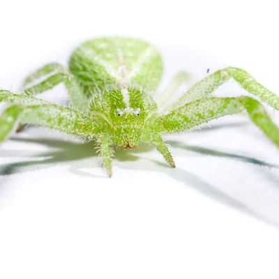 Heriaeus hirtus ♀ (Thomisidae)