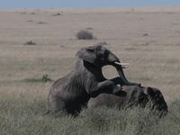 Serengeti - secteur de Seronera (2)