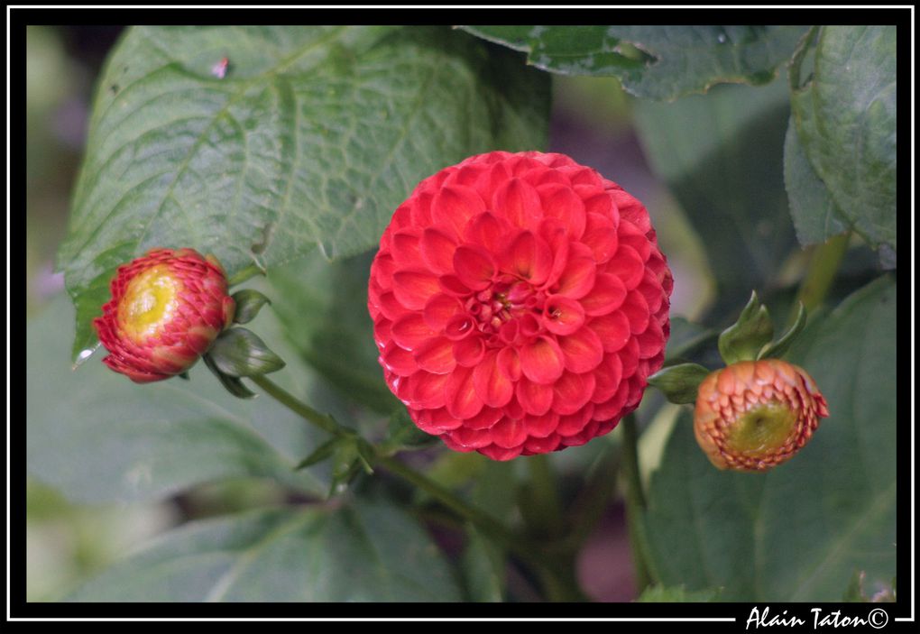 Album - Le-printemps