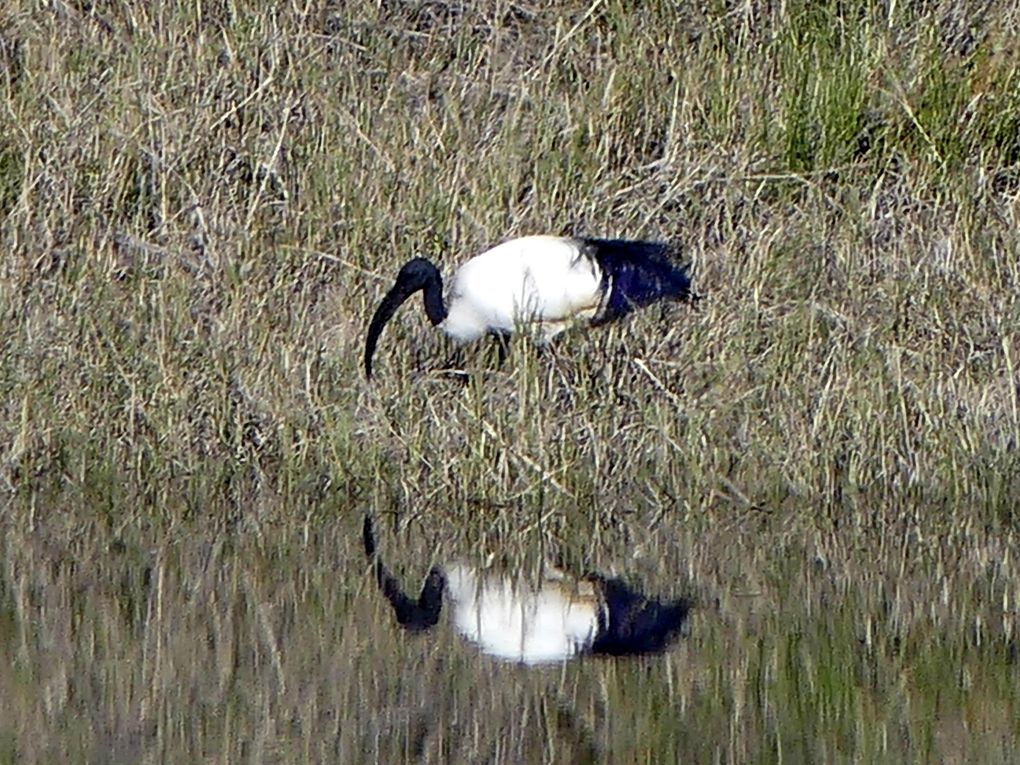 Ibis sacré - Threskiornis aethiopicus - African Sacred Ibis