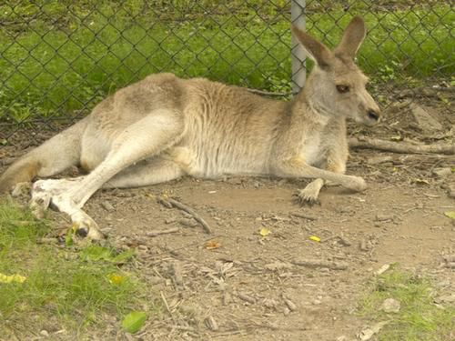 Hier die zweite Ladung an Bildern vom Australia Zoo sowie brandneu von der Lone Pine Koala Sanctuary - enjoy!!!!