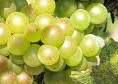 #Roussanne Wine Producers Virginia Vineyards