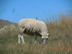 A New Zealand Summer - January and February 2018 - South Island