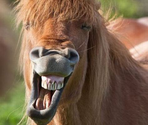  A Happy Horse
