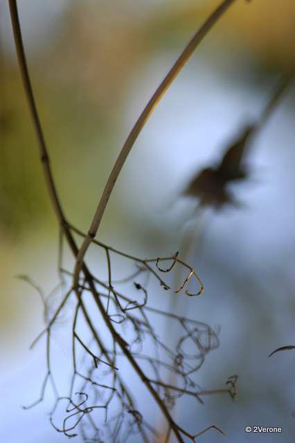 Album - Macro ' Fleurs