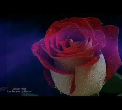 Michel Pépé - Les Petales du Pardon - Elixir d'Amour