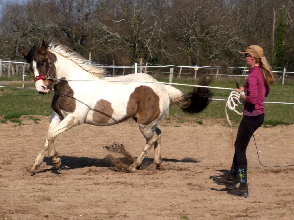 Jument oc (half pinto)par Rodeo peppy's boy et Queguapa, née le 12 avril 08