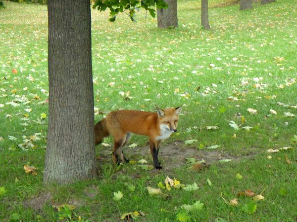 le parc Jean drapeau et cette rencontre étonnante avec un petit renard peu craintif et plutôt curieux de notre chien.