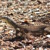 Sand Monitor (goanna), Northern territory, Australia