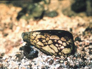 L'escargot Marbré de Cône