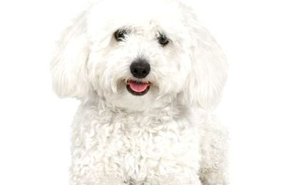 Purchase the Best  Most Intelligent & Adorable Toy Poodle Puppies