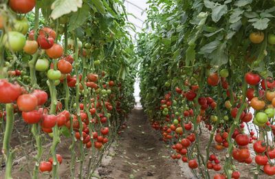 Cultivation de tomate