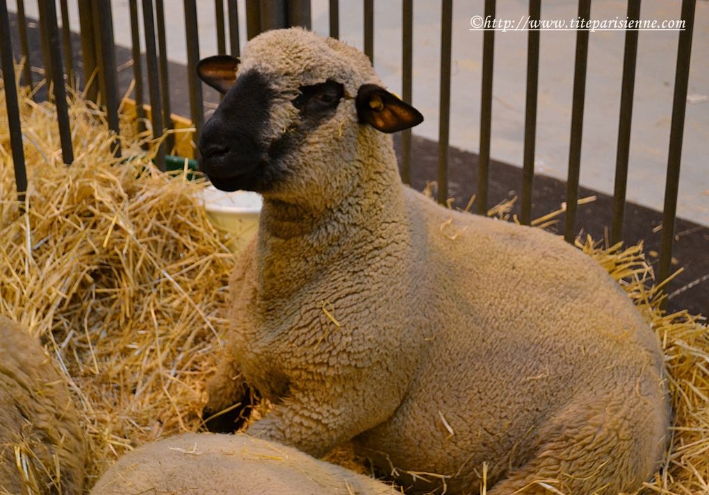 Salon de l'Agriculture et Faune et Flore de Paris