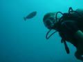 FUN DIVE   Malediven-Äegypten-Unterwasser