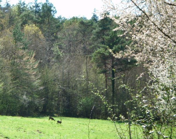 De nouveaux copains de pré...