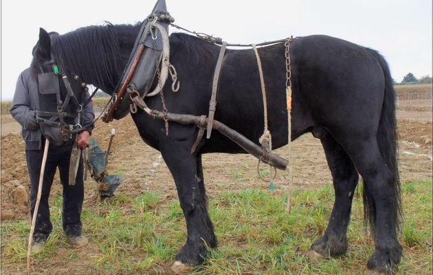 TRAIT PERCHERON NOIR