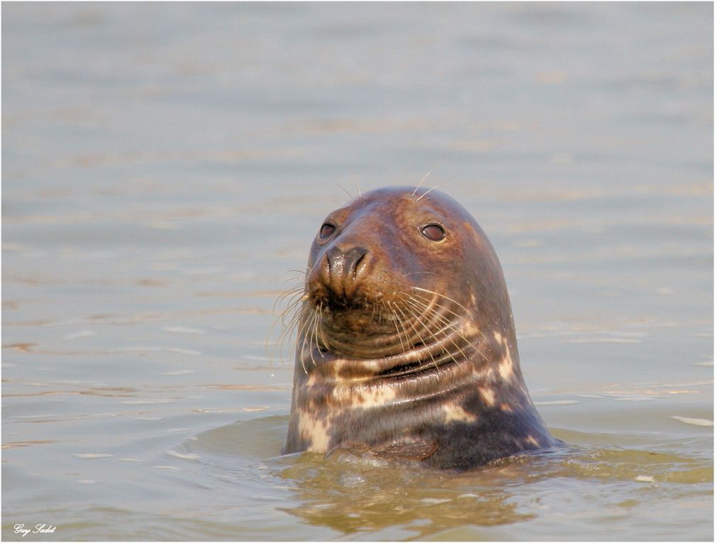 Album - Phoques Baie d'Authie