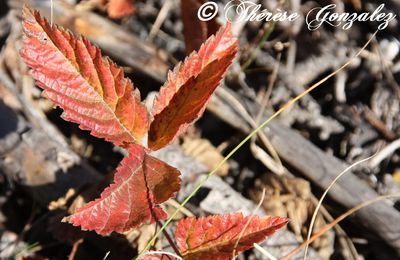 Autumn - otuño - autunno - 秋 - høst - höst - ősz - Herbst