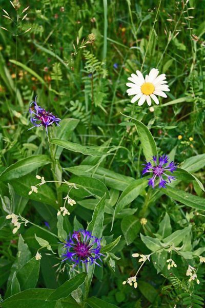 Album - Jardins-en-fleurs