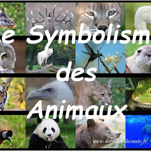signification rencontre animaux