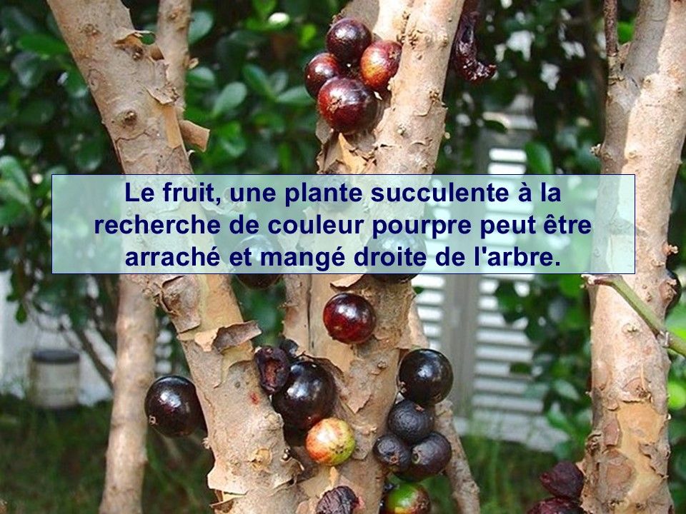 Divers - Connais-tu le Jaboticaba