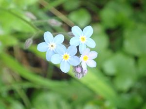 Fleurs des pelouses calcaires de Moselle.