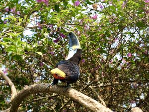 Les couleurs d'Amazonie.....les oiseaux sont partout et leurs yeux pétillent de bonheur dans cet environnement naturel...