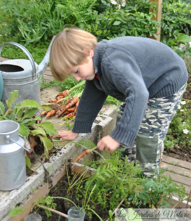 Le petit potager de Murphy