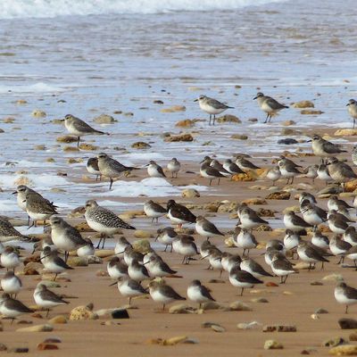 Bécasseaux sanderling sur la plage de Sauveterre