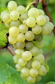 #Auxerrois Producers Michigan Vineyards