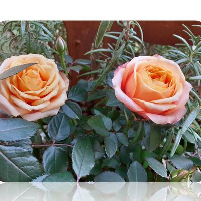 Conserver un mini rosier