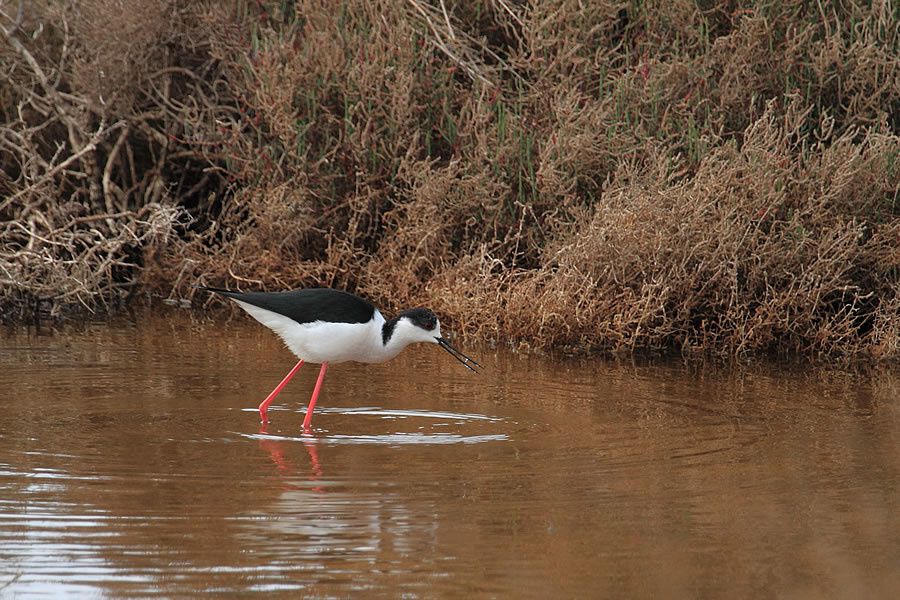 Album - Faune-Oiseau-11