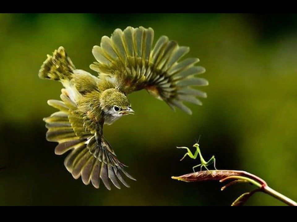 Divers - Il fallait l'attraper