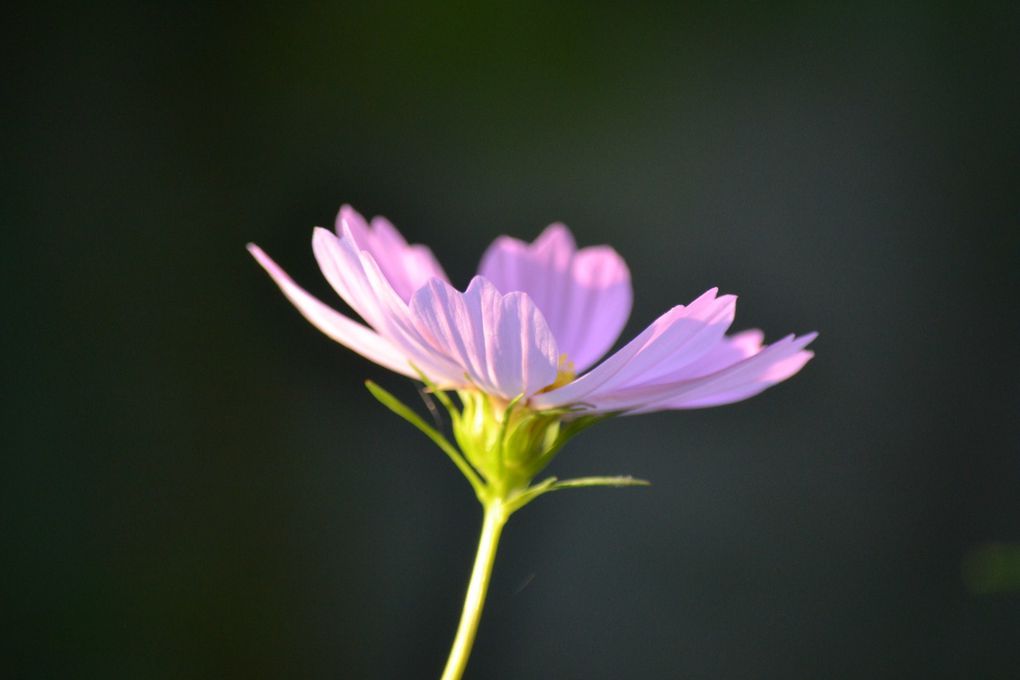 Album - Ballade au jardin