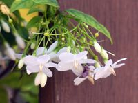 Fleurs du jour (24-06) - J'ai descendu dans mon jardin... (24)